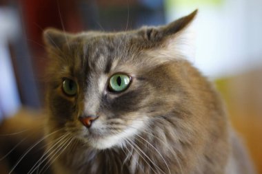 Orta tüylü bir Gri Kedi Manzarası