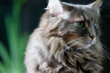 Orta tüylü bir Gri Kedi Manzarası