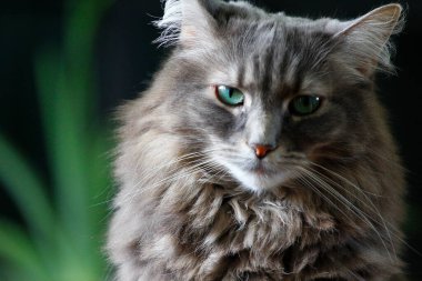 Orta tüylü bir Gri Kedi Manzarası