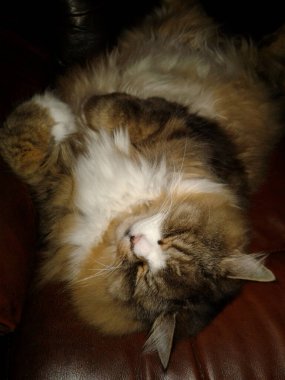 Koca Yetişkin Ragamuffin Uyuyan Kedi