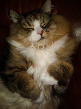 Koca Yetişkin Ragamuffin Uyuyan Kedi