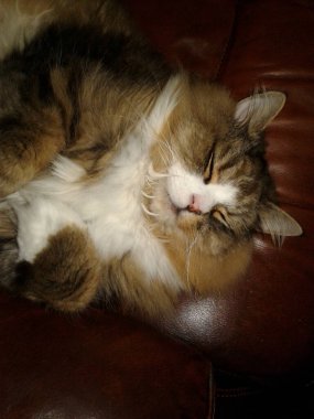 Koca Yetişkin Ragamuffin Uyuyan Kedi