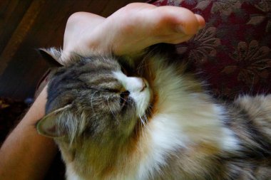 Ragamuffin Kedisi Erkek Ayağında Dinleniyor