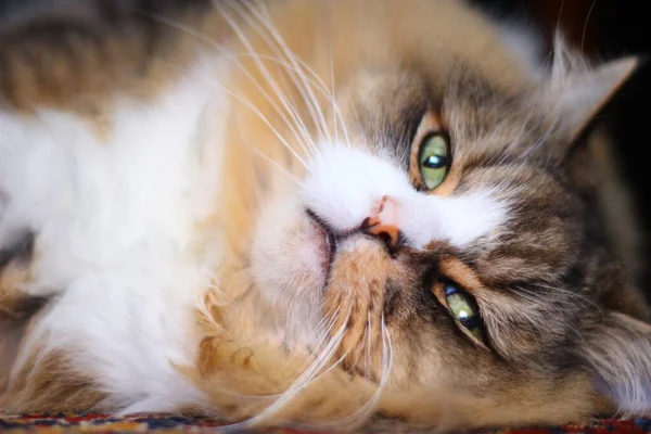 Ein Ragamuffin Eine Rasse Ähnlich Ragdolls Rüde — Stockfoto