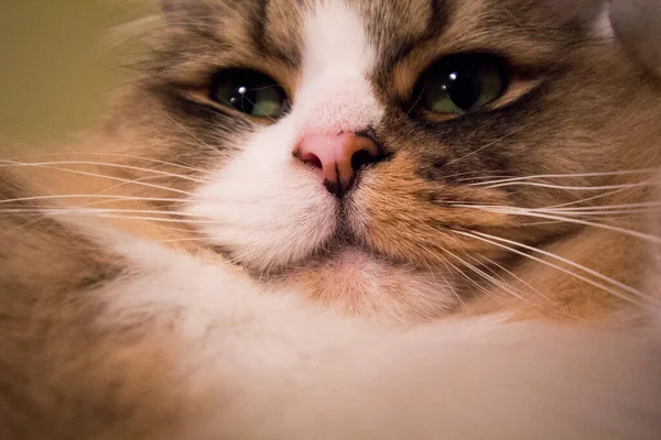 ラガムフィン ラグドールズに似た品種 男性猫 — ストック写真