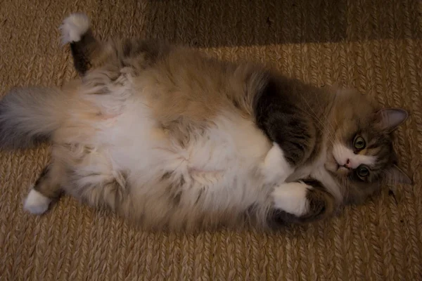 Ragamuffin - RagDolls 'a benzer bir cins - Erkek Kedi