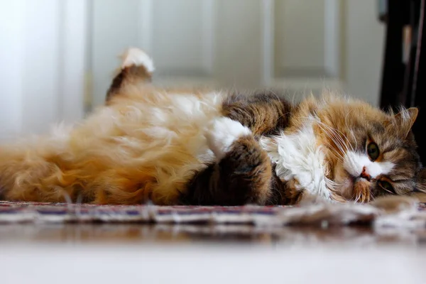 Ragamuffin Plemeno Podobné Ragdoll Male Cat — Stock fotografie