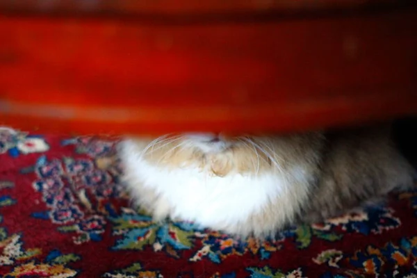 ラガムフィン ラグドールズに似た品種 男性猫 — ストック写真