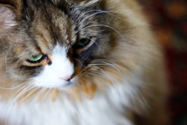 Een Ragamuffin Een Ras Vergelijkbaar Met Ragdolls Mannelijke Kat — Stockfoto