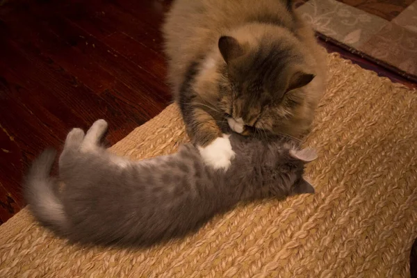 Bir çift Ragamuffin ve Orta Saçlı Kediler