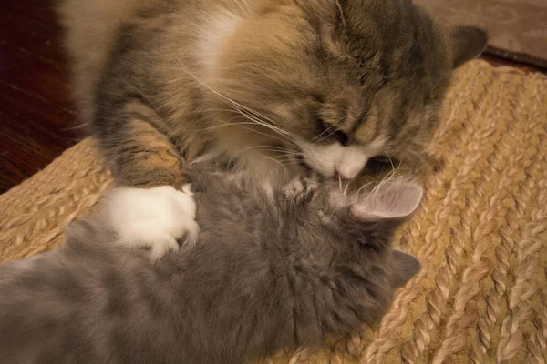 Ein Paar Ragamuffin Und Mittelhaarige Katzen — Stockfoto