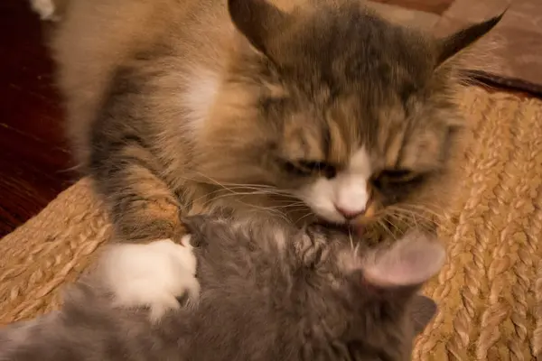 Ein Paar Ragamuffin Und Mittelhaarige Katzen — Stockfoto