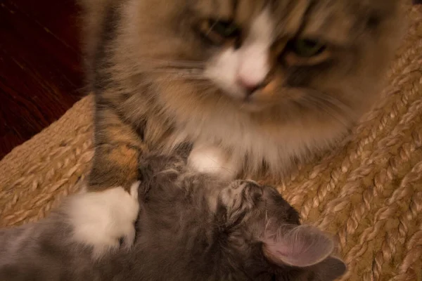 Ein Paar Ragamuffin Und Mittelhaarige Katzen — Stockfoto