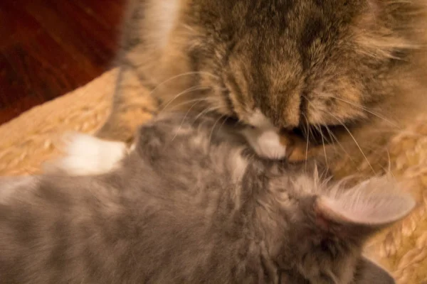 Ein Paar Ragamuffin Und Mittelhaarige Katzen — Stockfoto