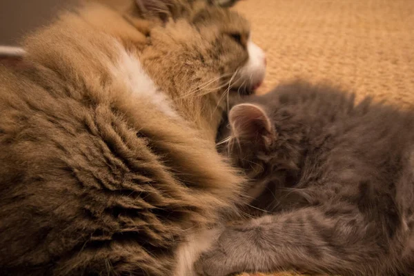 Ein Paar Ragamuffin Und Mittelhaarige Katzen — Stockfoto