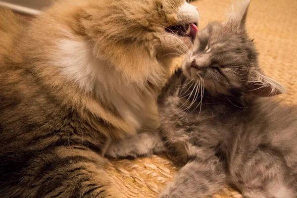 Bir çift Ragamuffin ve Orta Saçlı Kediler