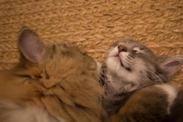 Bir çift Ragamuffin ve Orta Saçlı Kediler