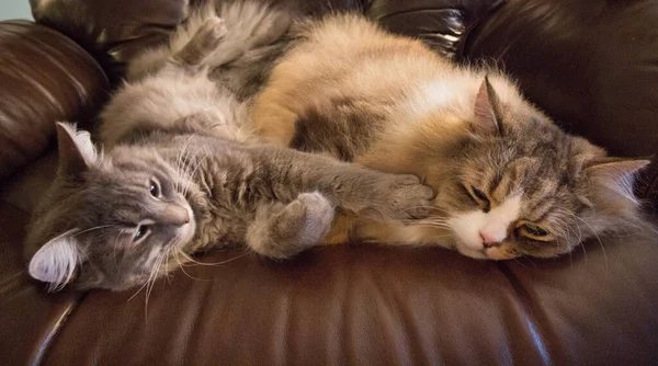 Bir çift Ragamuffin ve Orta Saçlı Kediler