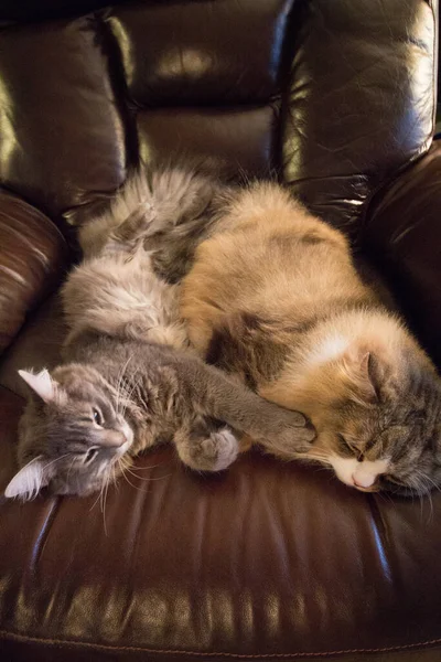 Bir çift Ragamuffin ve Orta Saçlı Kediler