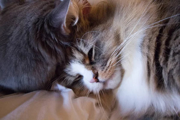 Pair Ofragamuffin Medium Hair Cats — Stock Photo, Image