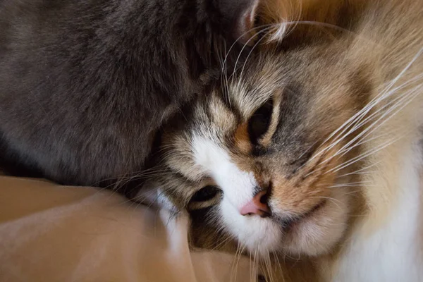 Ein Paar Ragamuffin Und Mittelhaarige Katzen — Stockfoto