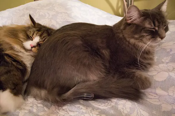 Pair Ofragamuffin Medium Hair Cats — стокове фото