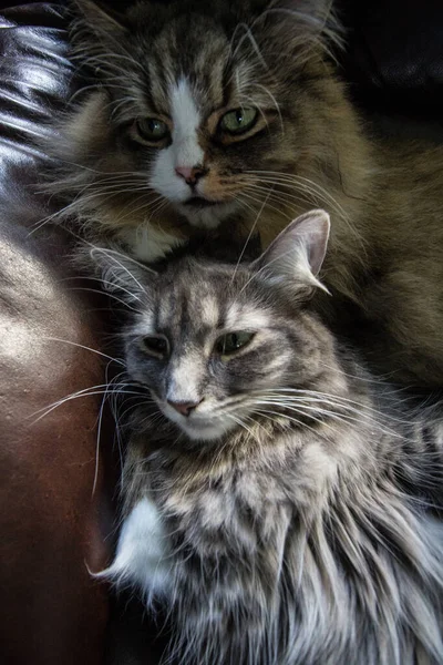 Pair Ofragamuffin Medium Hair Cats — 图库照片