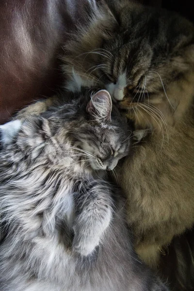 Bir çift Ragamuffin ve Orta Saçlı Kediler