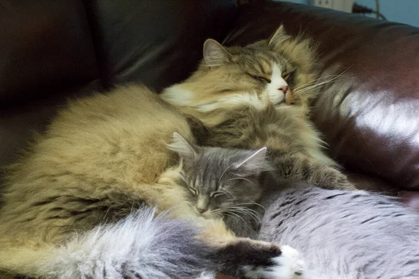 Pair Ofragamuffin Medium Hair Cats — 图库照片
