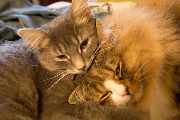 Pair Ofragamuffin Medium Hair Cats — Stock Photo, Image