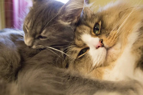 Pair Ofragamuffin Medium Hair Cats — Stock Photo, Image