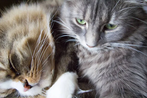 Ein Paar Ragamuffin Und Mittelhaarige Katzen — Stockfoto