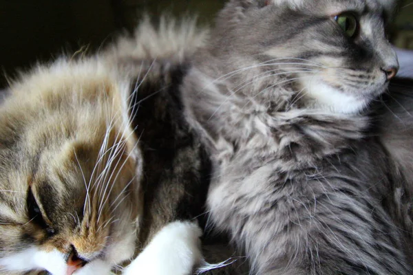 Ein Paar Ragamuffin Und Mittelhaarige Katzen — Stockfoto