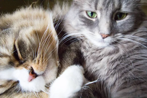 Ein Paar Ragamuffin Und Mittelhaarige Katzen — Stockfoto