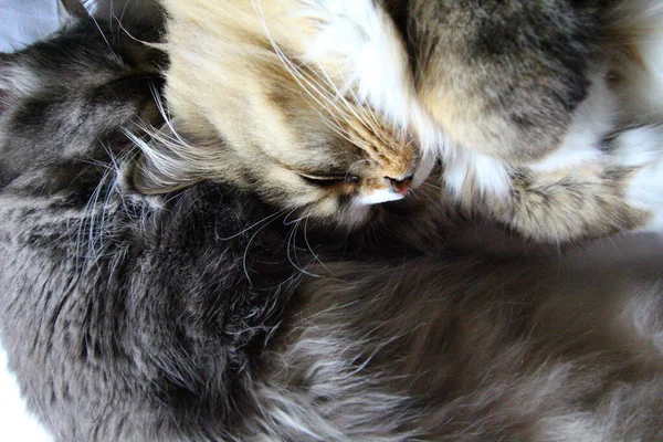 Pair Ofragamuffin Medium Hair Cats — Stock Photo, Image