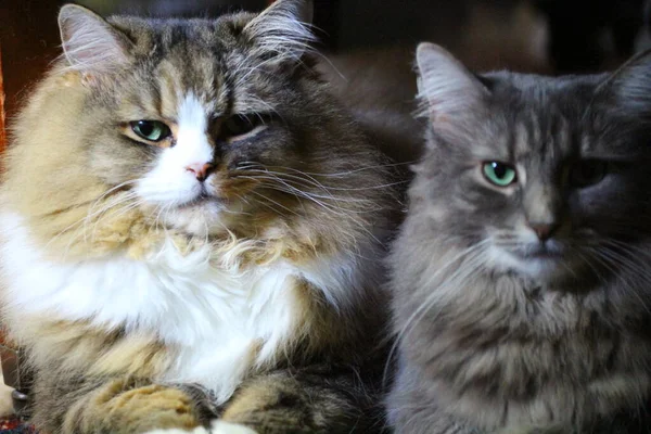 Pair Ofragamuffin Medium Hair Cats — стокове фото