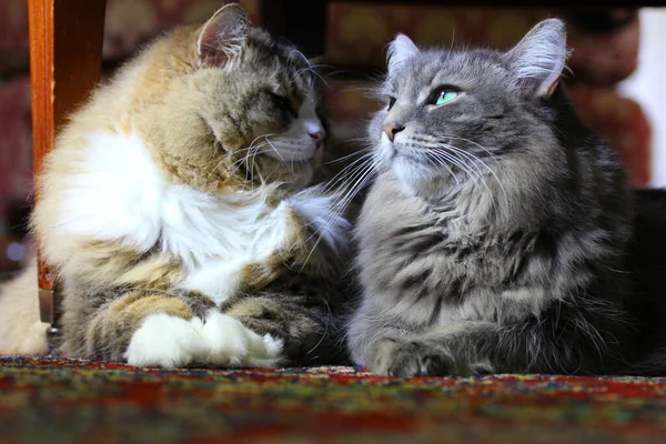 Pair Ofragamuffin Medium Hair Cats — Stock Photo, Image