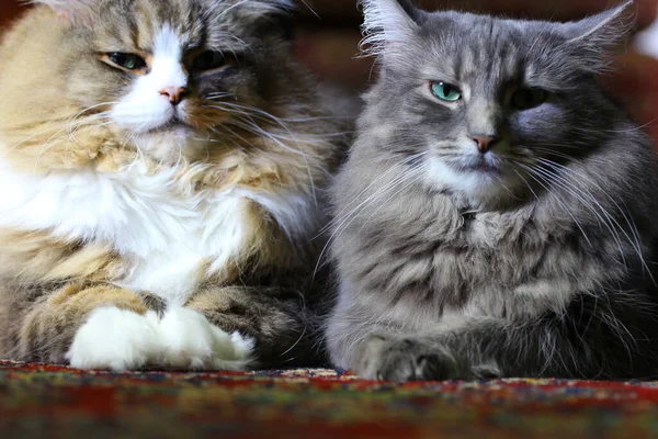 Pair Ofragamuffin Medium Hair Cats — стокове фото