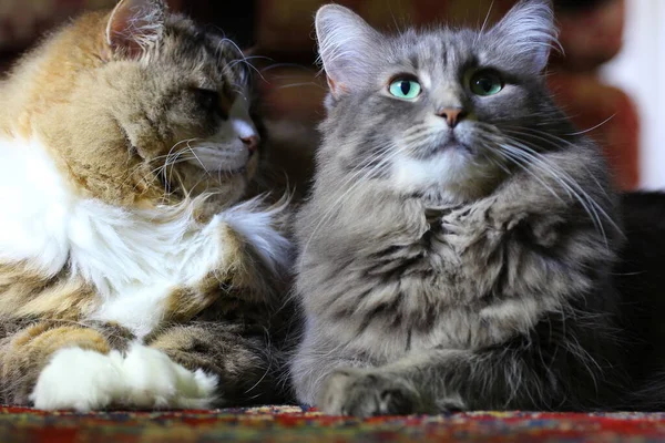 Ένα Ζευγάρι Ragamuffin Και Μεσαίου Μαλλιά Γάτες — Φωτογραφία Αρχείου