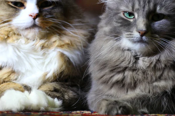 Ένα Ζευγάρι Ragamuffin Και Μεσαίου Μαλλιά Γάτες — Φωτογραφία Αρχείου