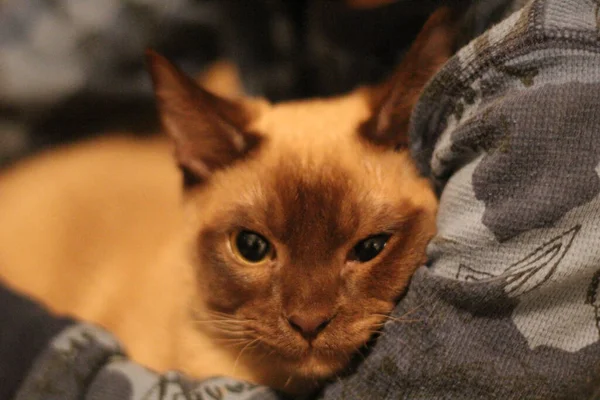 Joven Tokinés Gato Siendo Acurrucado —  Fotos de Stock