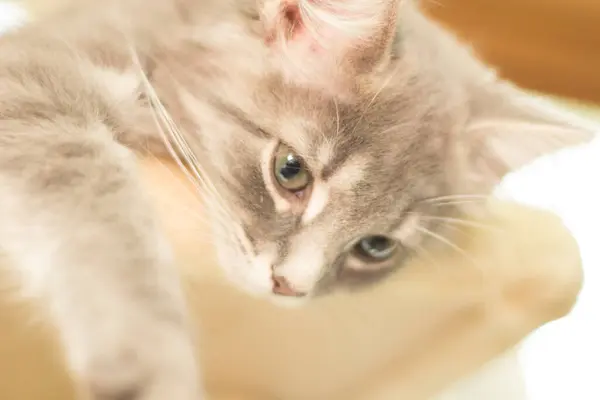 View Medium Hair Grey Cat — Stock Photo, Image