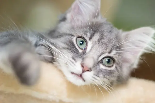 View Medium Hair Grey Cat — Stock Photo, Image