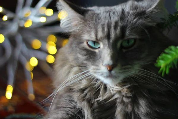 Άποψη Ενός Μεσαίου Μαλλιά Grey Cat — Φωτογραφία Αρχείου