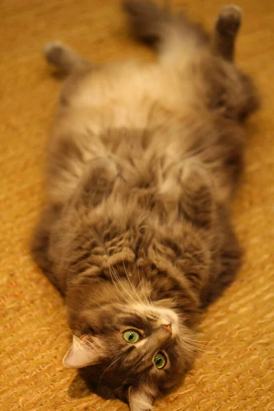 Una Vista Gato Gris Pelo Mediano —  Fotos de Stock