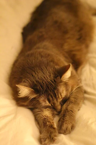 Una Vista Gato Gris Pelo Mediano —  Fotos de Stock