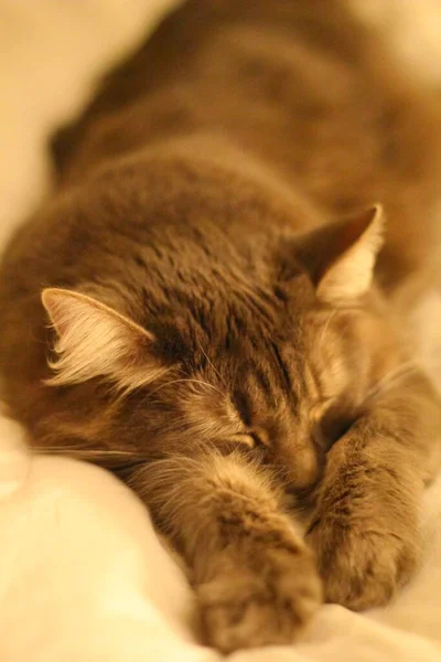 Uma Vista Gato Cinzento Cabelo Médio — Fotografia de Stock