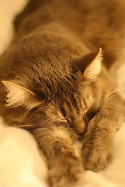 View Medium Hair Grey Cat — Stock Photo, Image