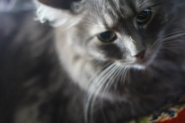 Een Bezichtiging Van Een Medium Hair Grey Cat — Stockfoto