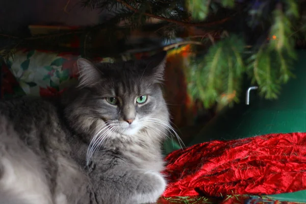 Une Vue Chat Gris Aux Cheveux Moyens — Photo